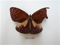 藏品(大紫斑蝶)的圖片